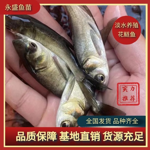 广州优质花鲢鱼苗黑鲢鱼苗大头花身鱼苗鳙鱼苗麻鲢胖头鱼苗四大家鱼。