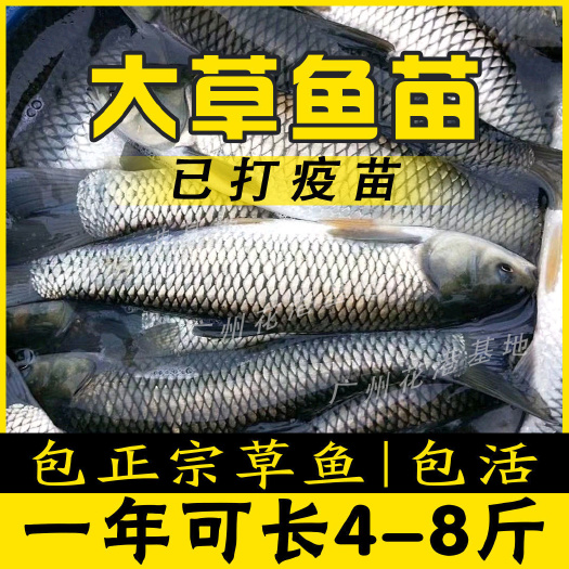 贵阳草鱼苗，送货上门量大从优，假一赔十