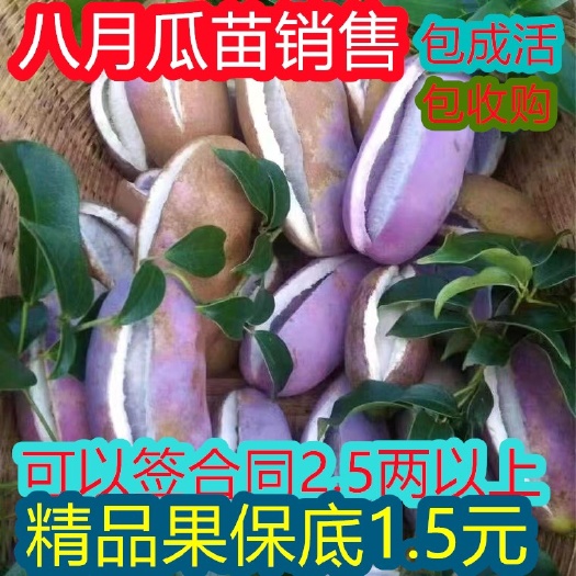 会同县八月瓜树苗神奇果2年结果紫宝正品八月瓜苗木通牛卵坨盆栽包邮
