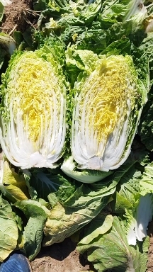 忻州黄心白菜，北京三号，义和秋