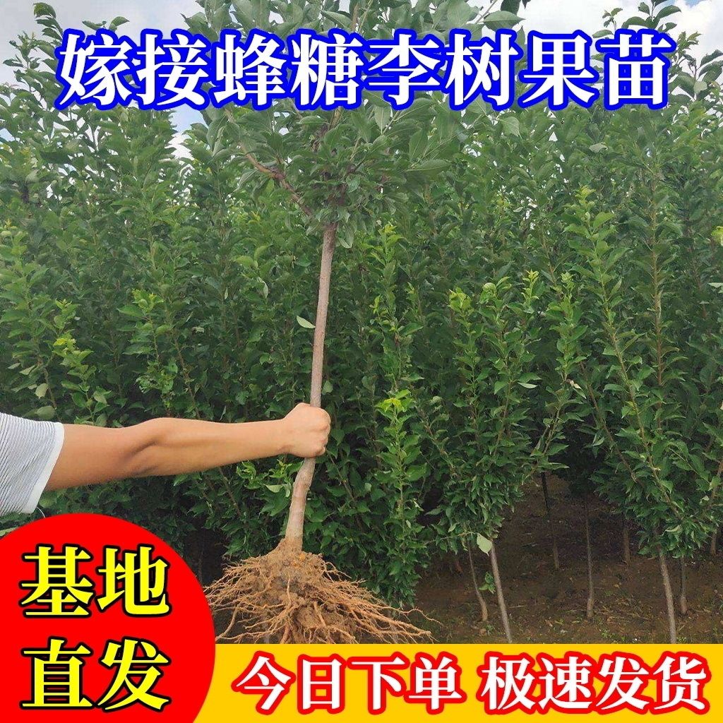 西梅苗 李子树苗西梅蜂糖李子苗盆栽地栽特大果树苗南方北方种植