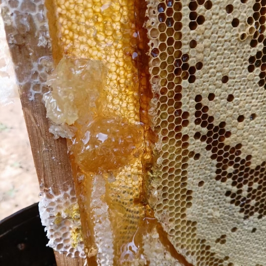 罗平县自家养的土蜂蜜