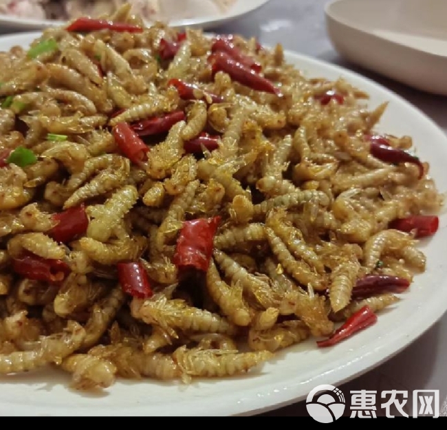 大麦虫蛹高蛋白食用昆虫特色食材