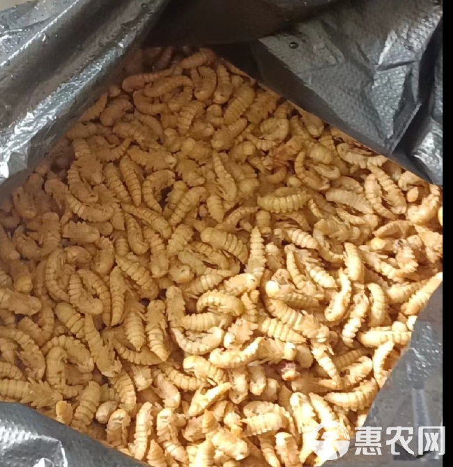 大麦虫蛹高蛋白食用昆虫特色食材