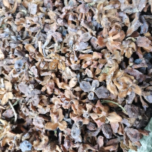 凤阳县柏树果壳。柏树壳。