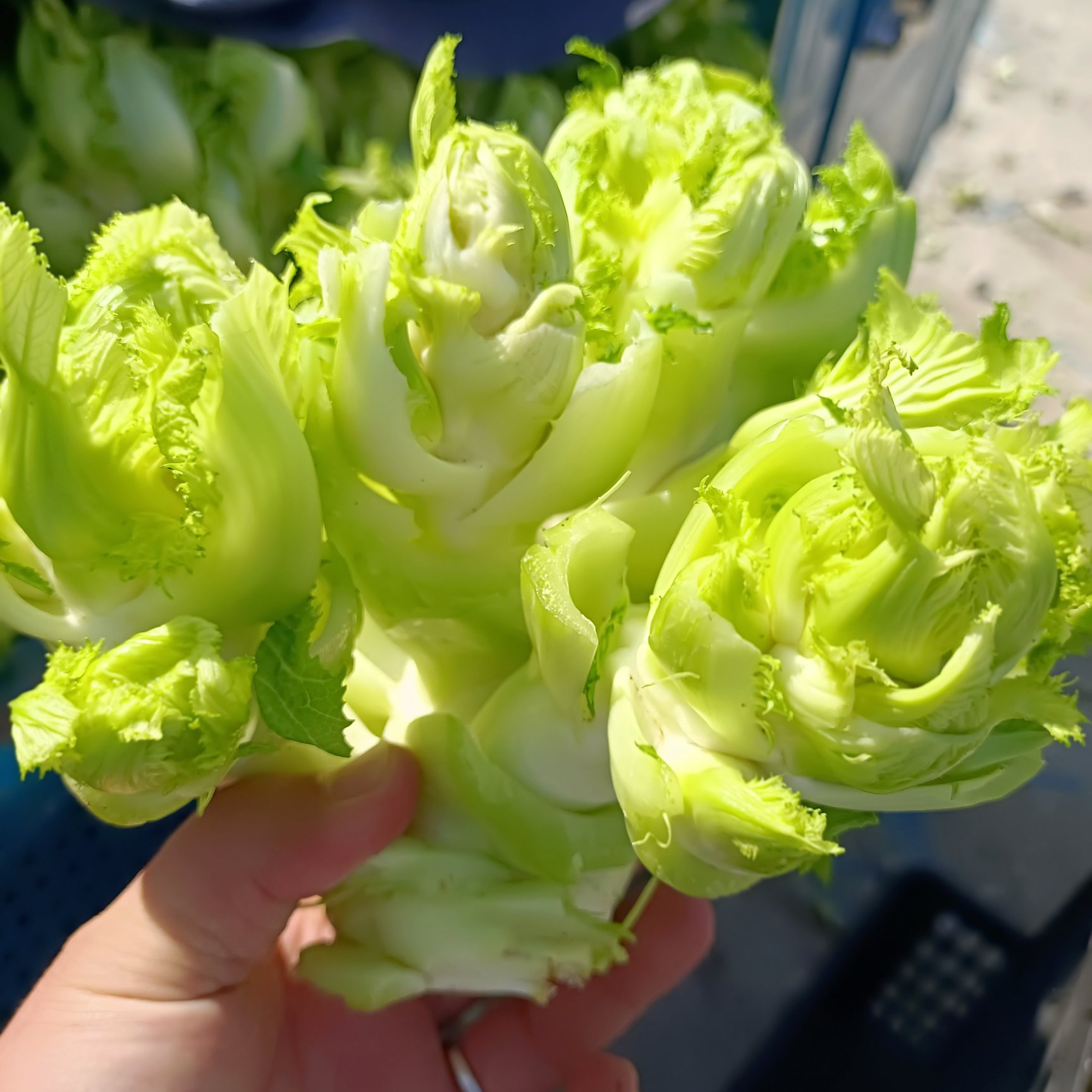 儿菜 娃娃菜 抱儿菜 对接商超 批发市场 大量供应 冷藏运输
