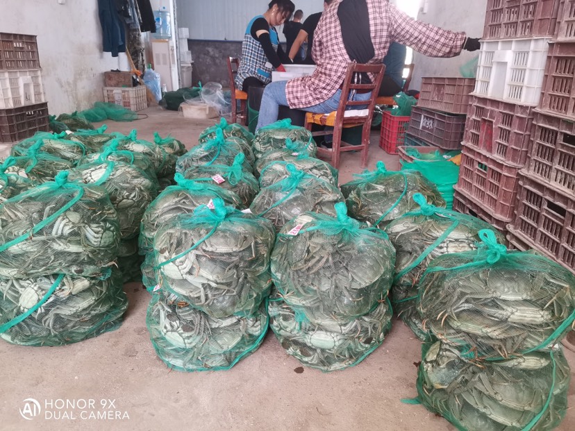 洪湖清水大闸蟹。 损耗包赔，支持混批