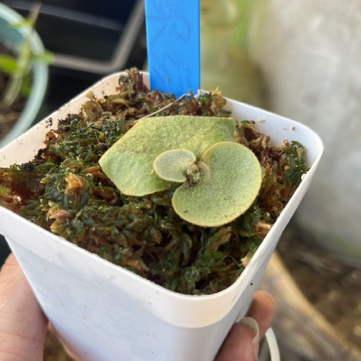 景洪市深绿鹿角蕨侧芽