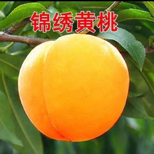 资兴市湖南锦绣黄桃批发价