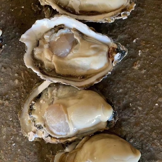 阳西县三倍体