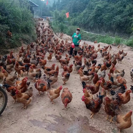 跑山鸡 玉米鸡 散养鸡