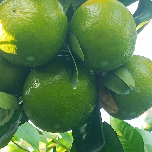 灵山县广西皇帝柑300万斤