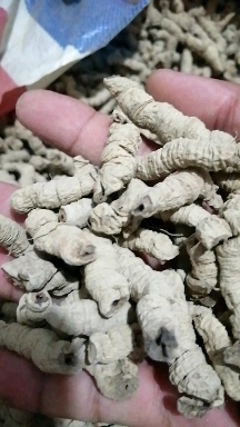 德庆县巴戟天