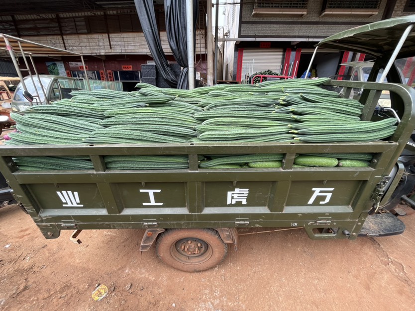新苗广东丝瓜长丝瓜棱丝瓜蛇瓜大量供应