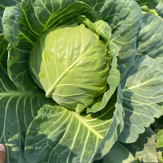 天门市甘蓝