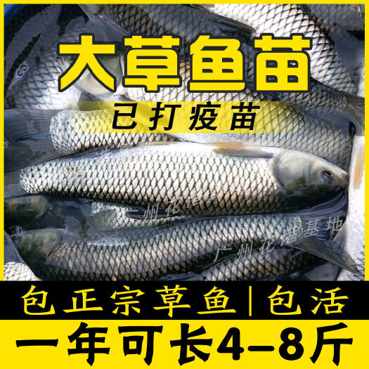 重庆市草鱼苗，基地直供送货上门，货到付款四川，云南贵州甘肃陕西