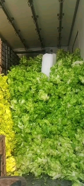 儿菜 娃娃菜 抱儿菜 对接商超 批发市场 大量供应 冷藏运输
