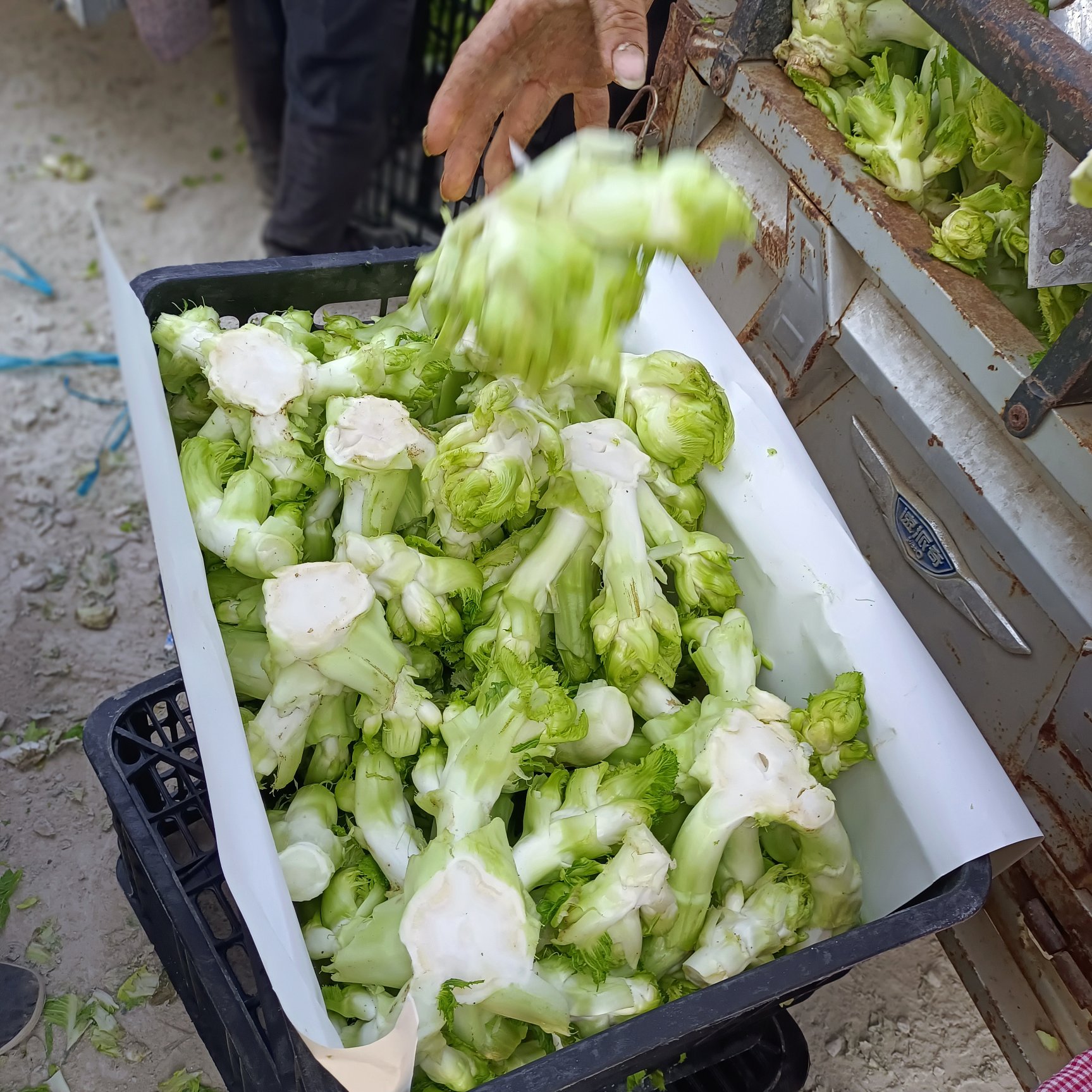 儿菜 娃娃菜 抱儿菜 对接商超 批发市场 大量供应 冷藏运输