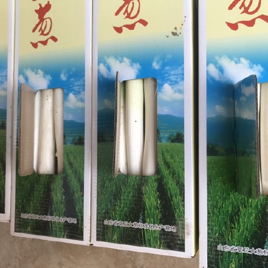 济南章丘大葱送礼特产绣惠王金女郎山大葱精品盒装葱王长白葱