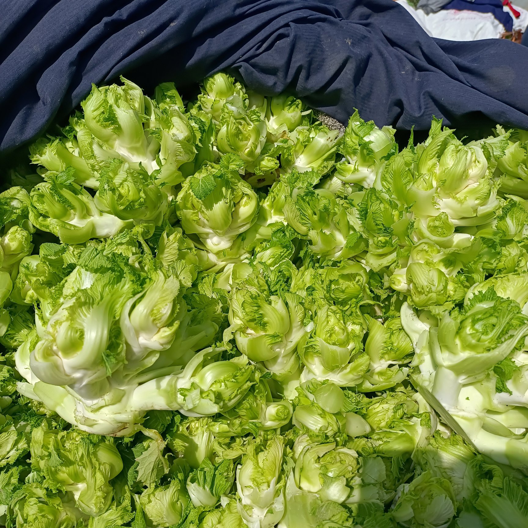 儿菜 娃娃菜 抱儿菜 对接商超 批发市场 大量供应 冷藏运输