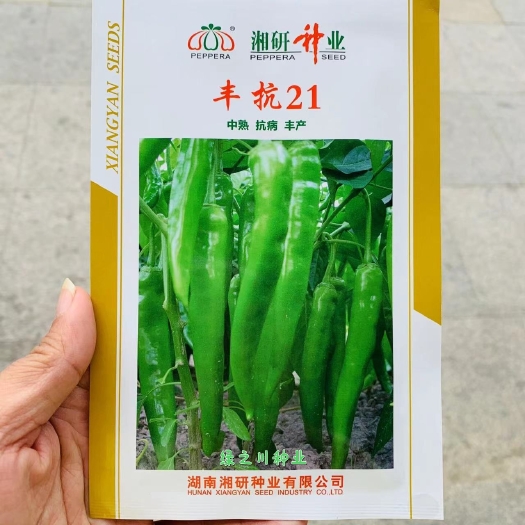 沭阳县湘研辣椒种子丰抗21长牛角椒种子 抗病丰产中熟耐旱耐热春秋播