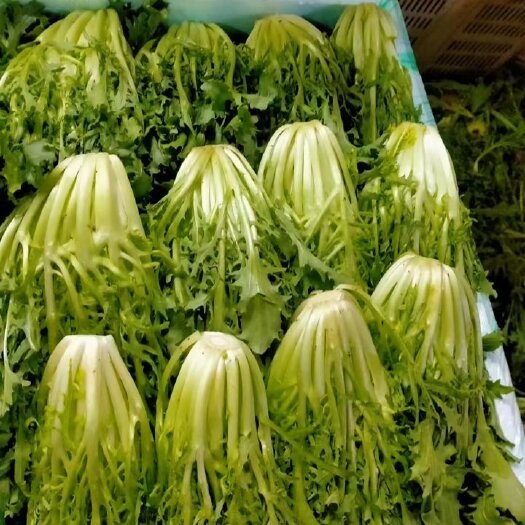 昆明苦菊