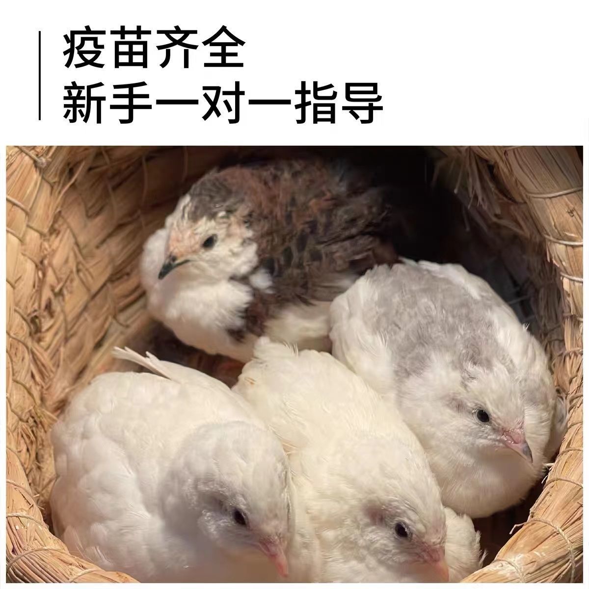 芦丁鸡网红宠物鸡德系品种