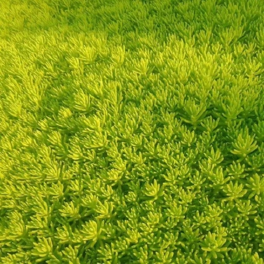 金叶佛甲草