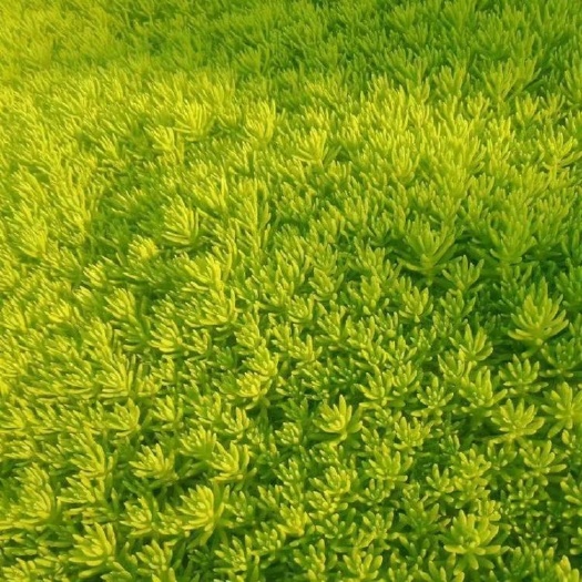 兰考县金叶佛甲草