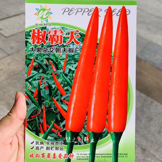 沭阳县椒霸天大果朝天椒种子 泰国抗寒耐热特高产指天椒种子小米椒
