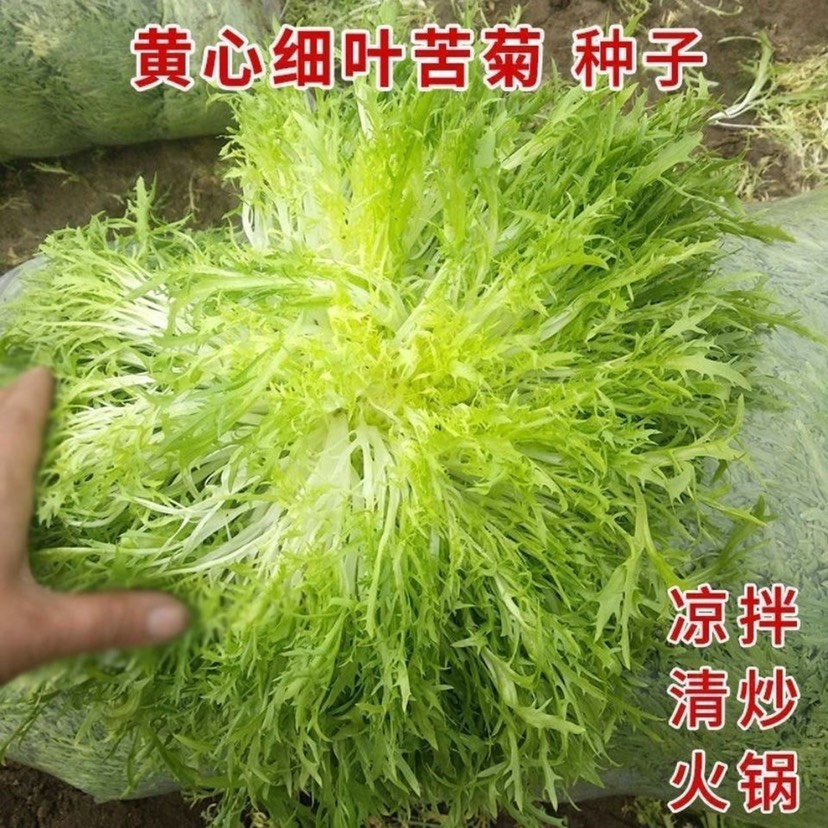 长沙苦菊种子四季蔬菜种子阳台苦苣菜种籽室内盆栽菜籽农家春季秋季播
