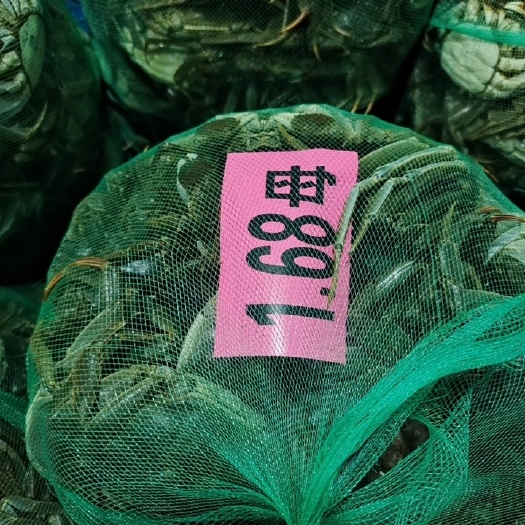 兴化大闸蟹，母的黄已结块，公的已满膏