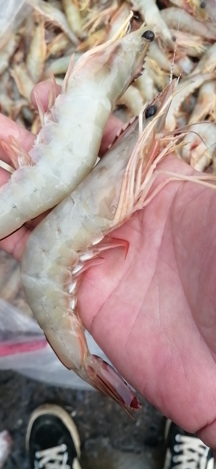 北海北部湾本港冰鲜麻虾，味道鲜甜，口感鲜美，价格连美，大众适用