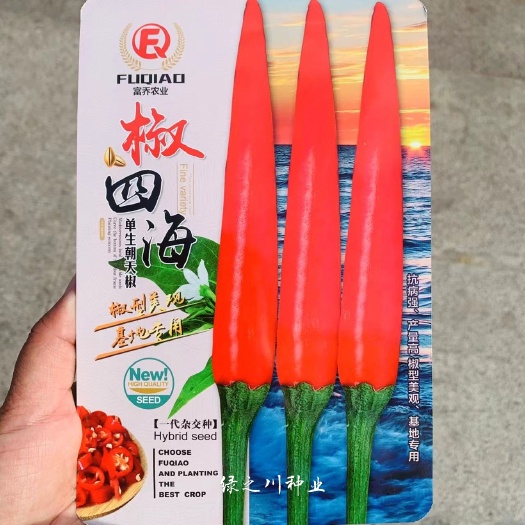 沭阳县椒四海朝天椒种子 泰国大果型朝天椒品种硬度好高产抗寒耐热