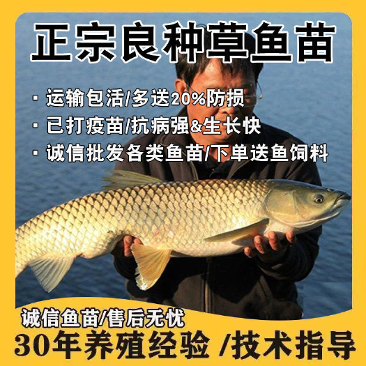 草鱼苗，支持送货上门货到付款，云南，贵州，四川，湖南，甘肃