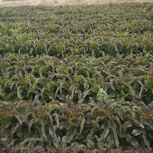 新沂市莴笋