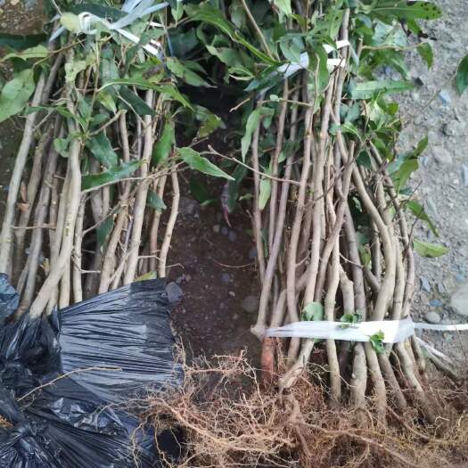 长阳县正宗皱皮木瓜苗 粉花酸木瓜苗 湖北榔坪无籽药用木瓜苗