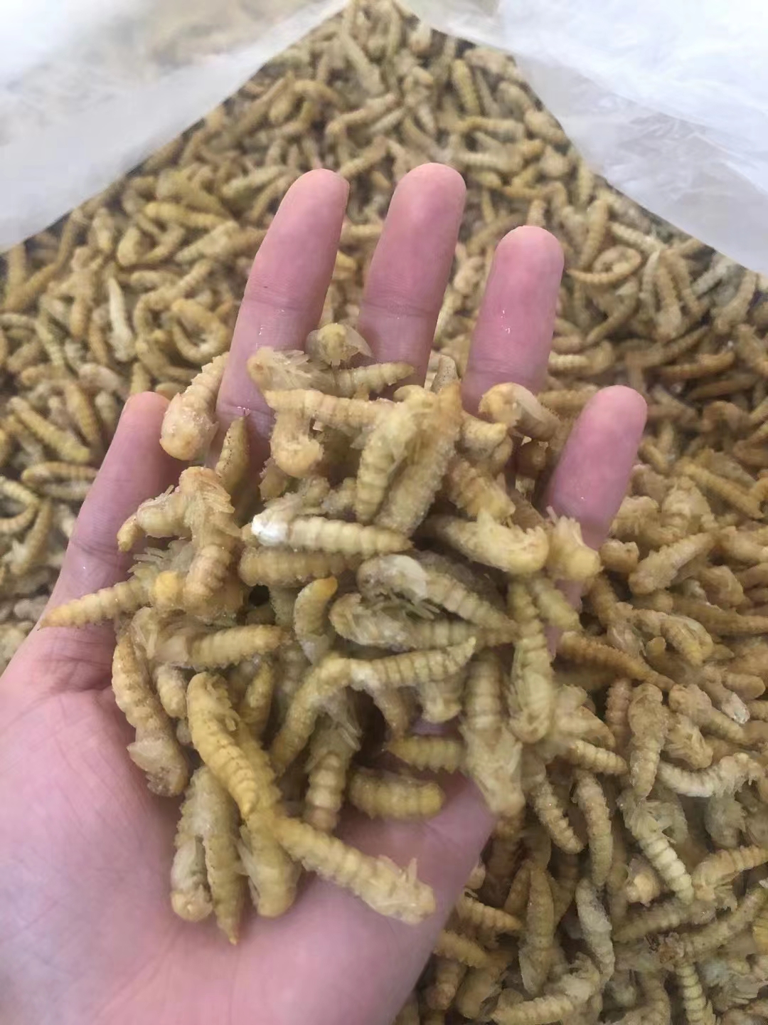 菏泽大麦虫蛹高蛋白食用昆虫特色食材