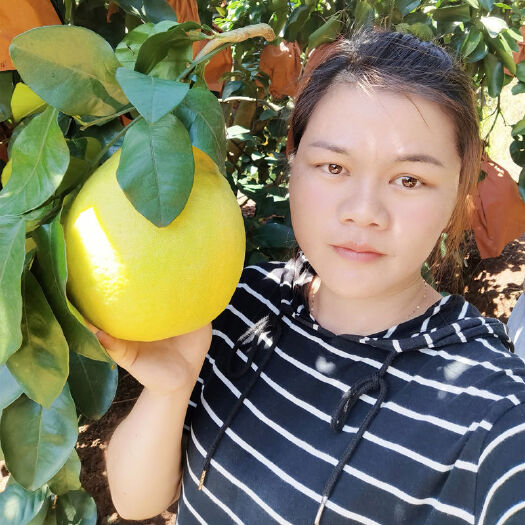 广西容县蜜柚一级果3-3.8