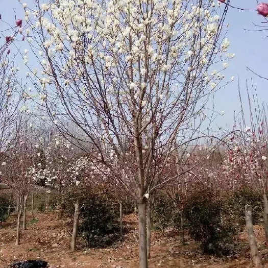 白玉兰，5公分，8公分，10公分