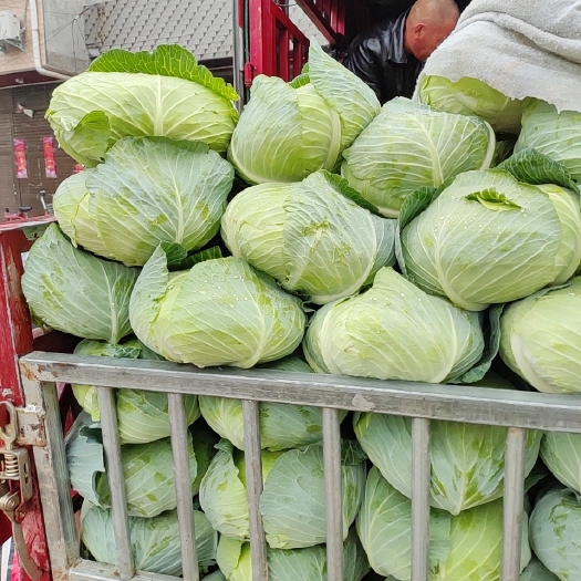 新野县包菜