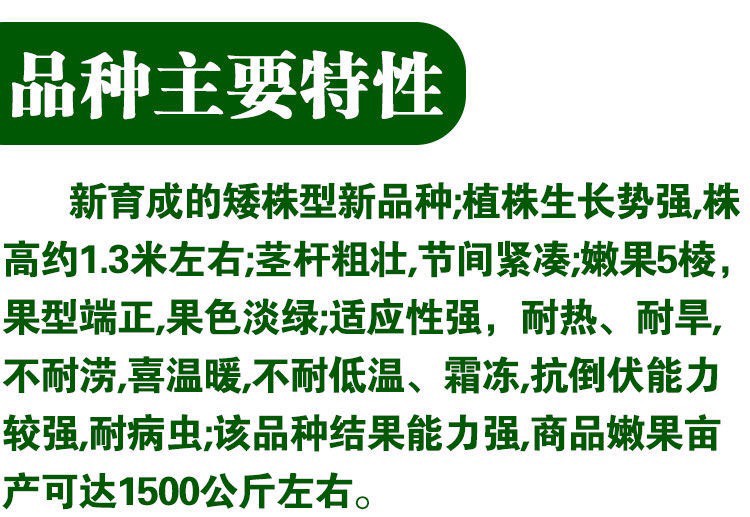 红秋葵种子四季种植营养蔬菜种子不易老可生吃的蔬菜原装