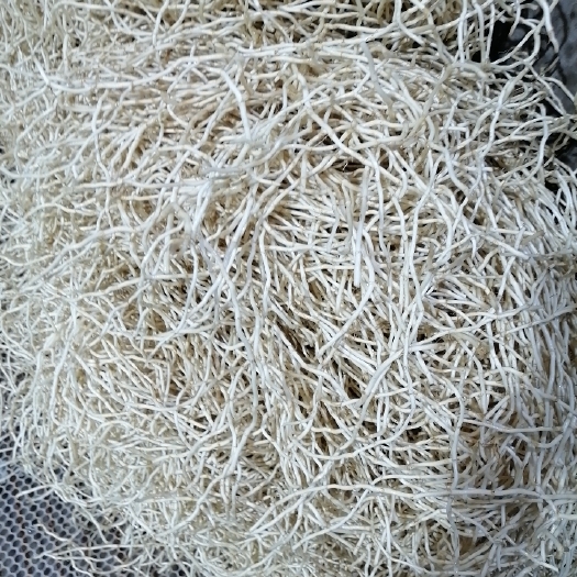 湖北宜昌当阳市鱼腥草出售价格优惠品质好。