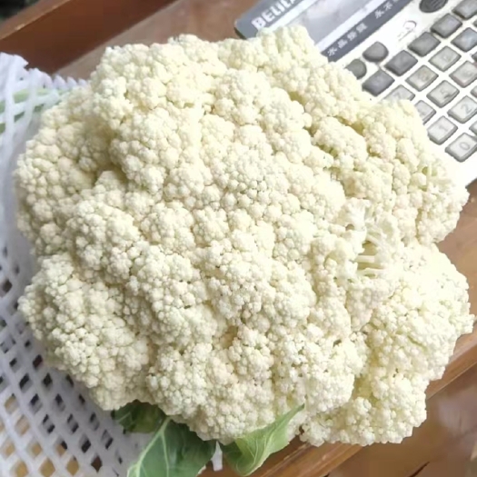 韩城市花菜
