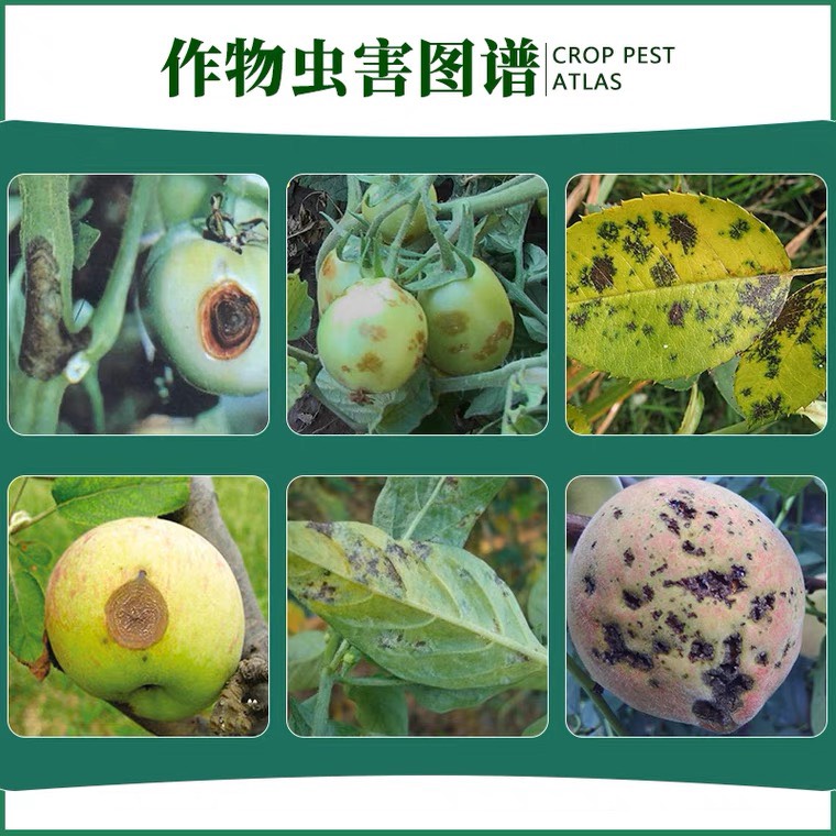 代森锰锌80%代森锰辛金秀友代森猛锌 蔬菜炭疽病霜霉病杀菌剂