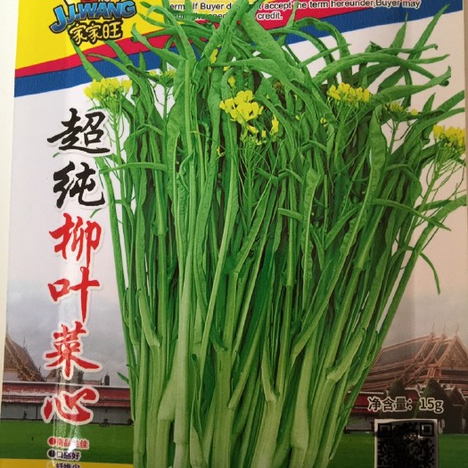 超纯柳叶菜心种子桂林菜花种子广东广西特色蔬菜种子卷心菜种子