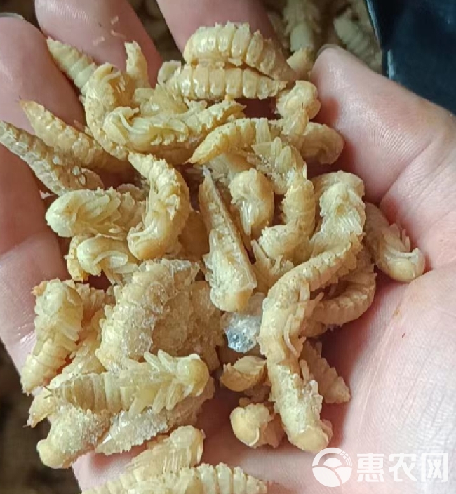 大麦虫蛹高蛋白食用昆虫特色食材