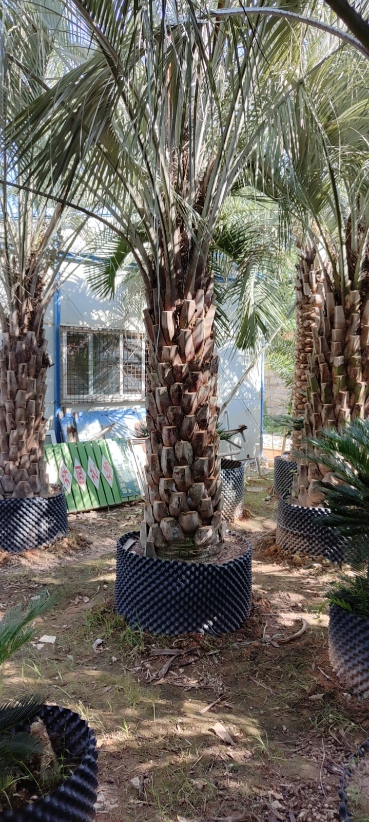 漳州精品布迪椰子福建漳州布迪椰子棕榈树种植基地农户一手货源批发价