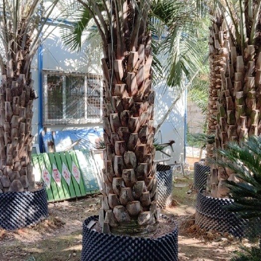 漳州精品布迪椰子福建漳州布迪椰子棕榈树种植基地农户一手货源批发价