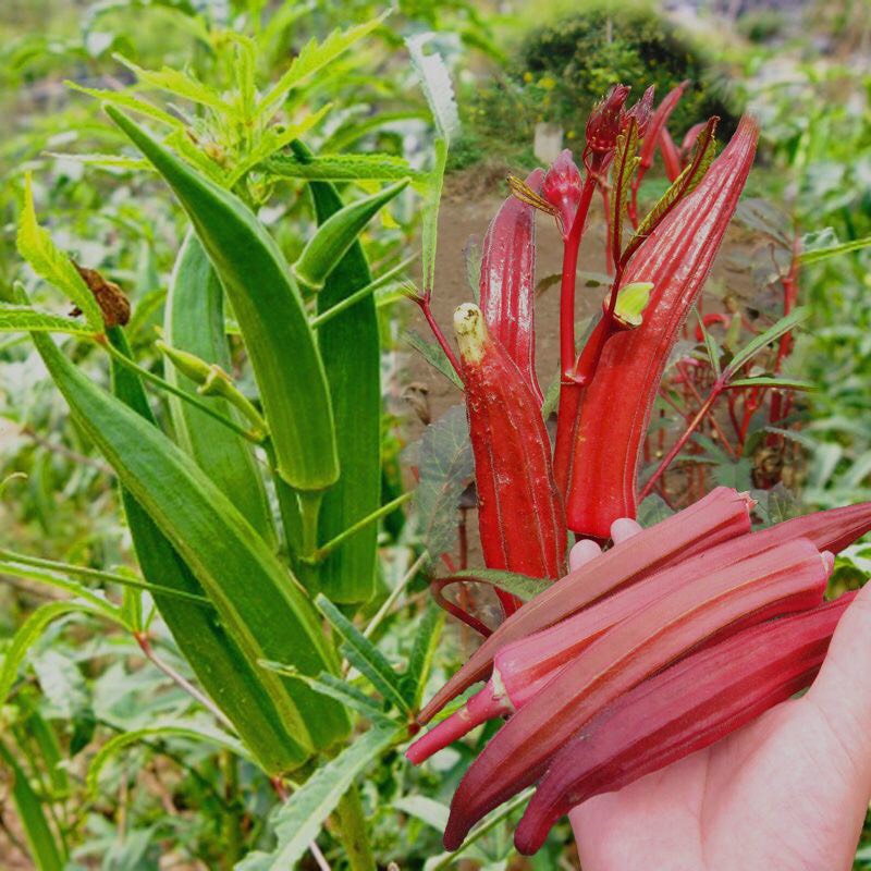 长沙红秋葵种子四季种植营养蔬菜种子不易老可生吃的蔬菜原装